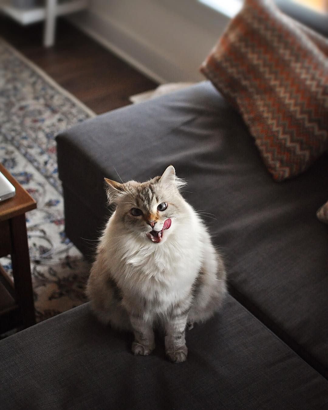 养猫维生素可以用什么代替,给猫补充维生素b2什么样子的