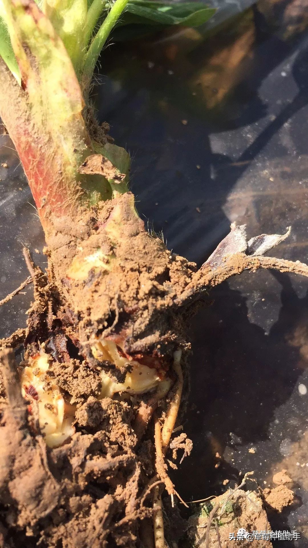 草莓铺地膜前多久不要浇水,草莓铺膜前注意什么