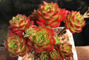 蒂亚怎样养才能变红,蒂亚夏季怎么养