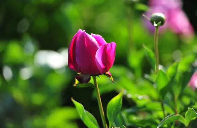 中国诗歌周刊新诗美韵第199期,中国诗歌周刊七十八期