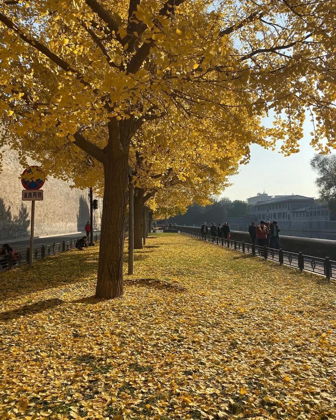 blackpink的朴彩英rosie,blackpink朴彩英澳洲玫瑰歌名