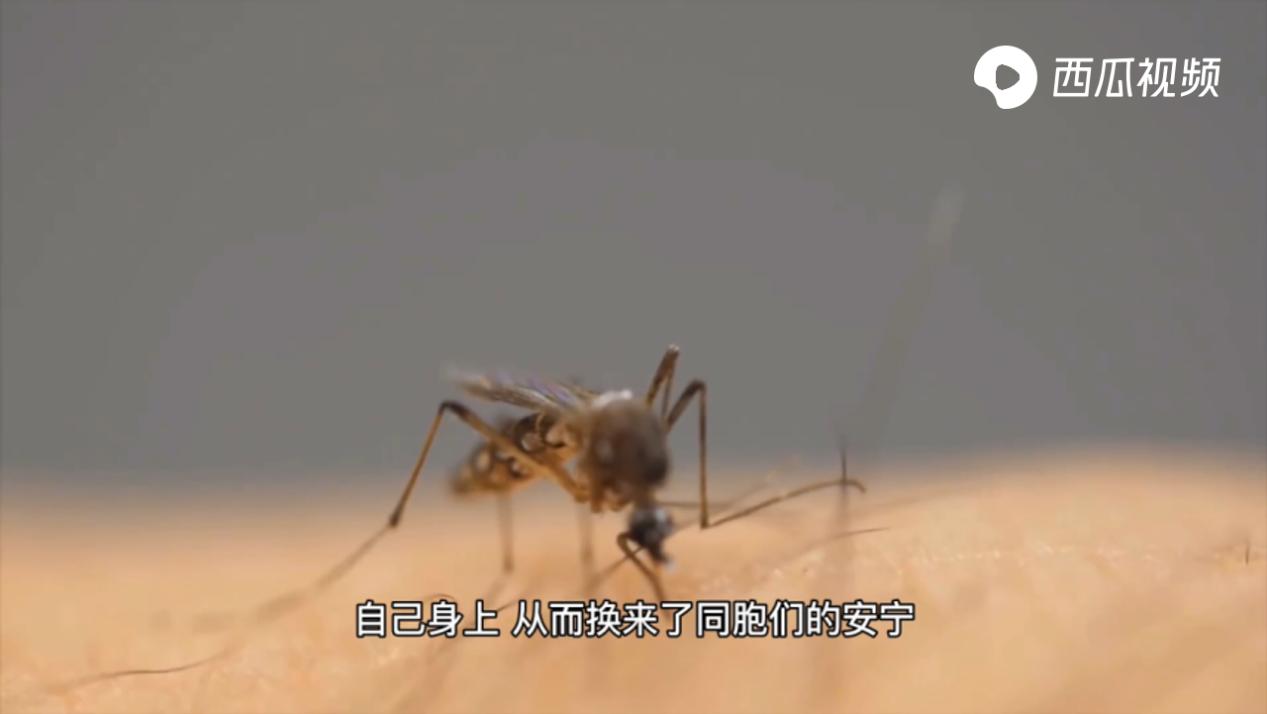 特招蚊子的血型,特招蚊子的人是哪个血型