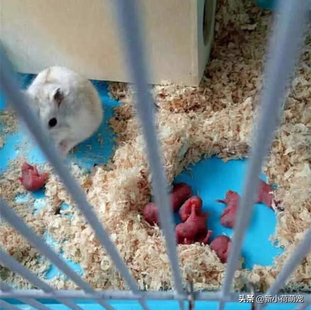 仓鼠肚子底下为什么都是鲜红色?主人惊惶失色,扒开却直呼赚大了
