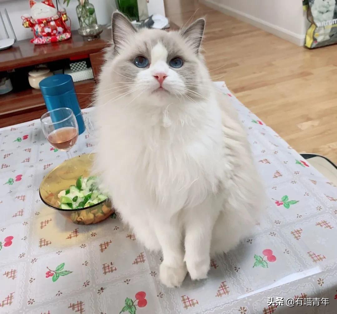 布偶猫身长四十厘米体重九斤,超级可爱的布偶猫有两万斤