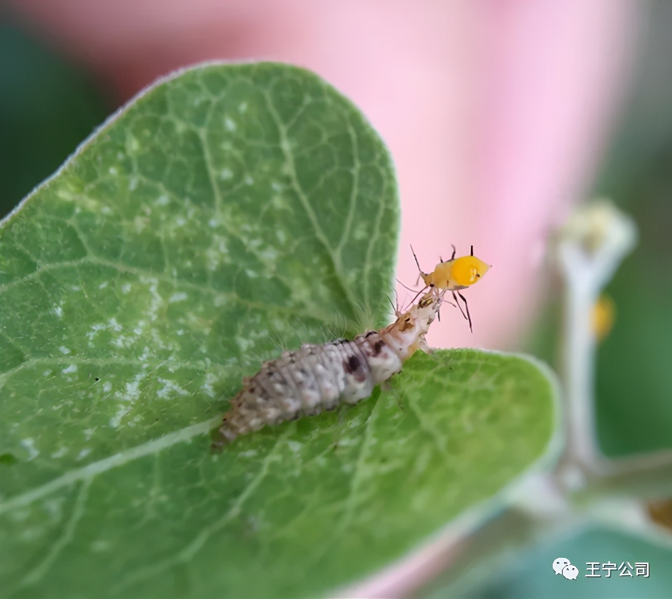 玉米上的虫害打什么药,玉米虫害防治口诀谚语