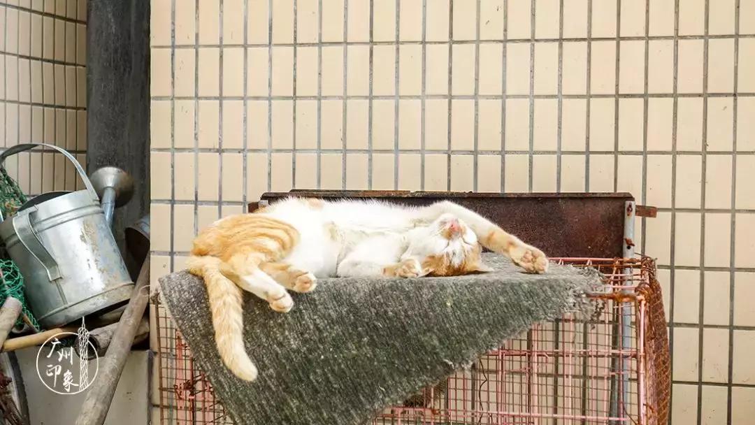 广州隐世峡谷游玩攻略,广州要坐船才能登的小岛