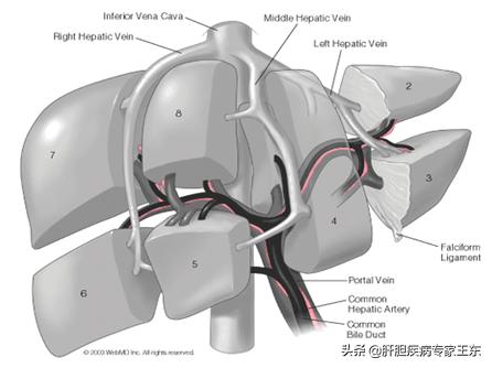 早期肝癌治疗最佳方法是肝移植吗,早期肝癌要介入治疗几次