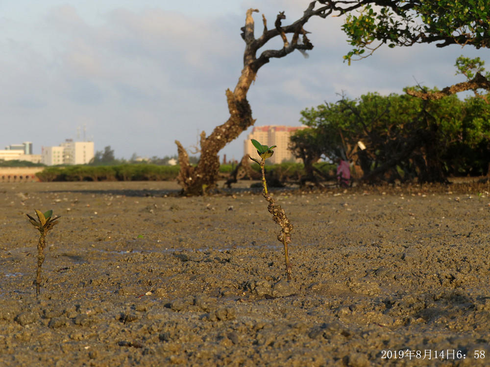 痛心！北海红树林不设防，任你踩任你挖