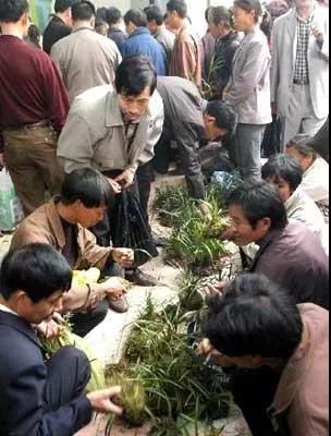 野生兰花被列为二级保护植物,野生植物保护野生兰花