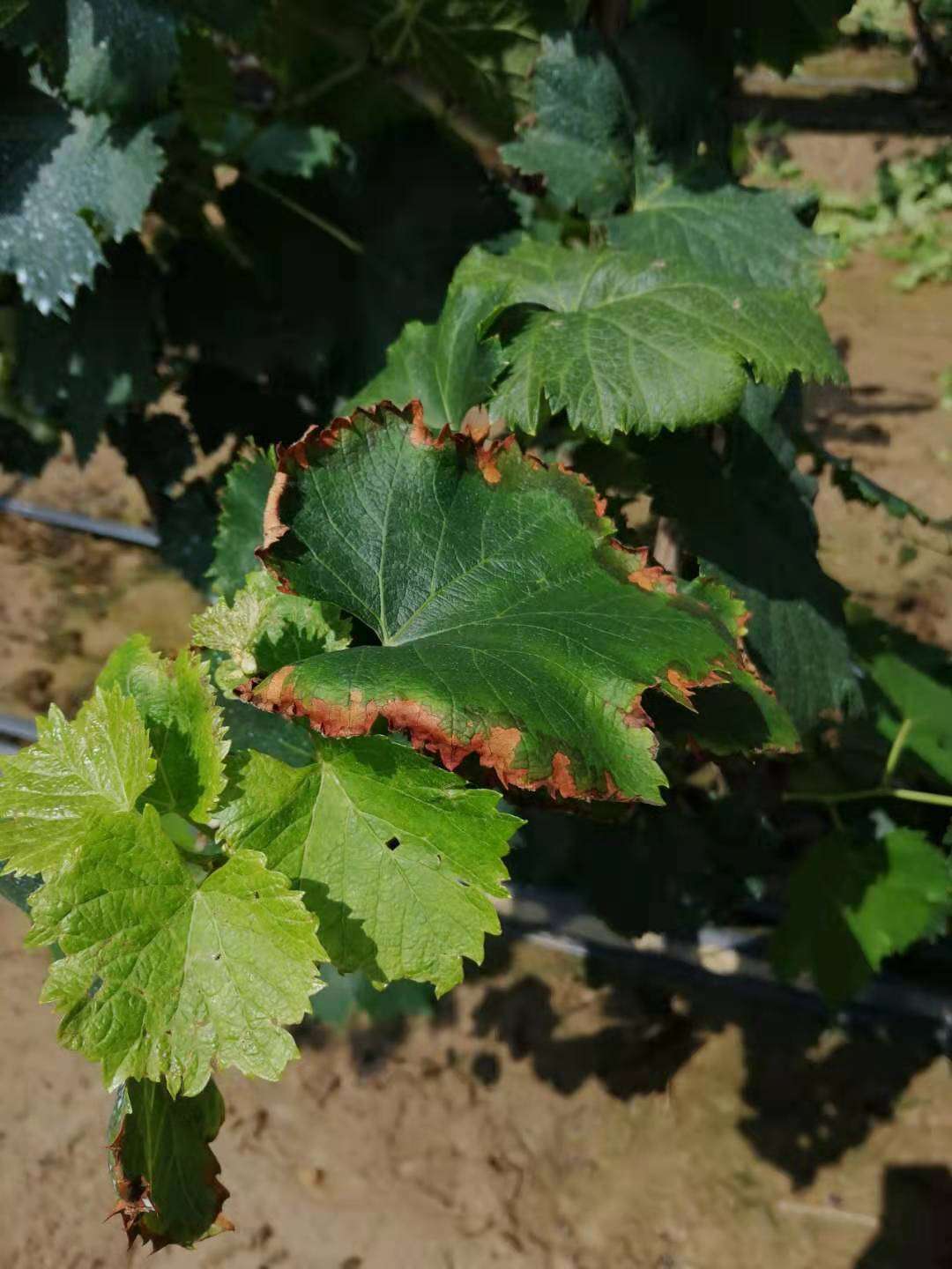 叶片发黄缺氮肥怎么办,叶片发黄发黑缺什么元素