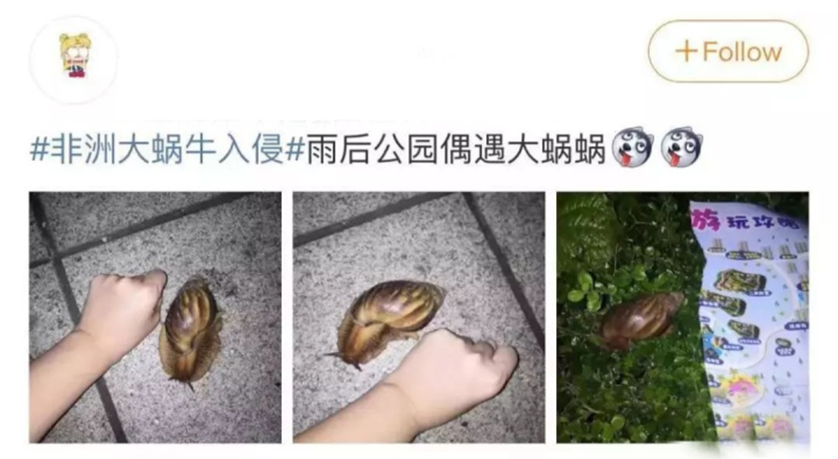 南方大蜗牛泛滥,下雨天出现的大蜗牛可以吃吗