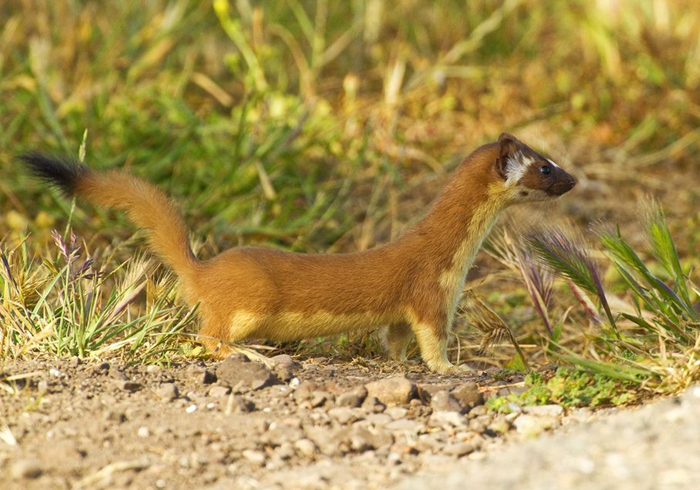 黄鼠狼老是偷鸡科学处理办法,黄鼠狼老是来偷鸡怎么回事