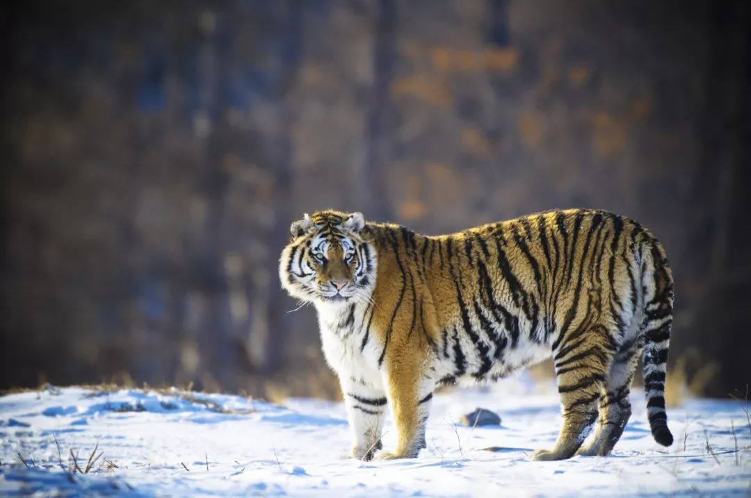东北傻狍子到底有多傻,东北傻狍子有多傻视频