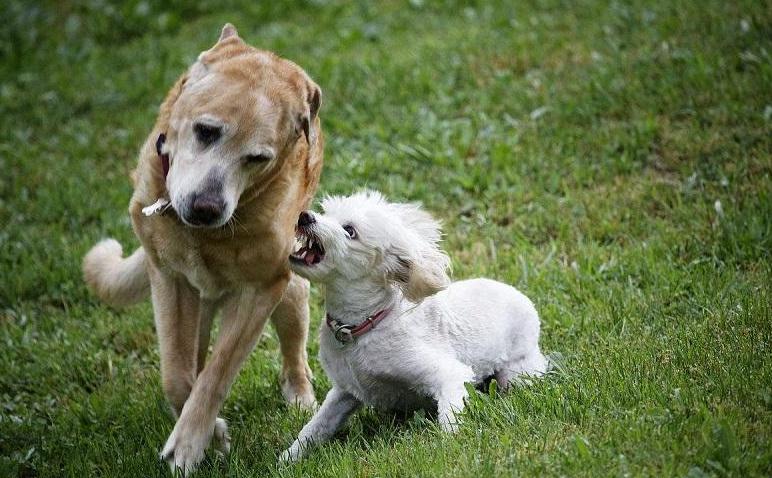 狗咬狗怎么办视频,狗被其他狗咬了立马打狂犬有用吗