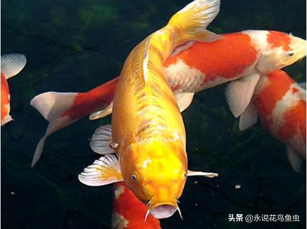 玩锦鲤知道的常识,锦鲤常识讲解视频