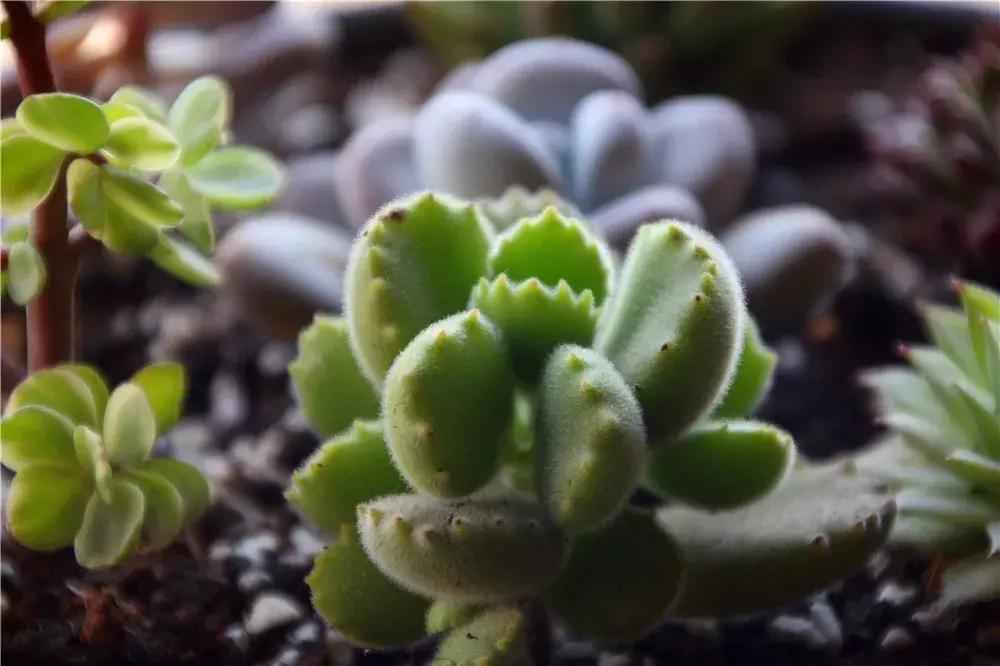 网购多肉服盆,多肉没服盆就到夏天了怎么办