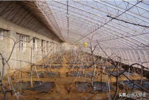 温室大棚种植大樱桃管理技术,温室大棚美早大樱桃树修剪方法