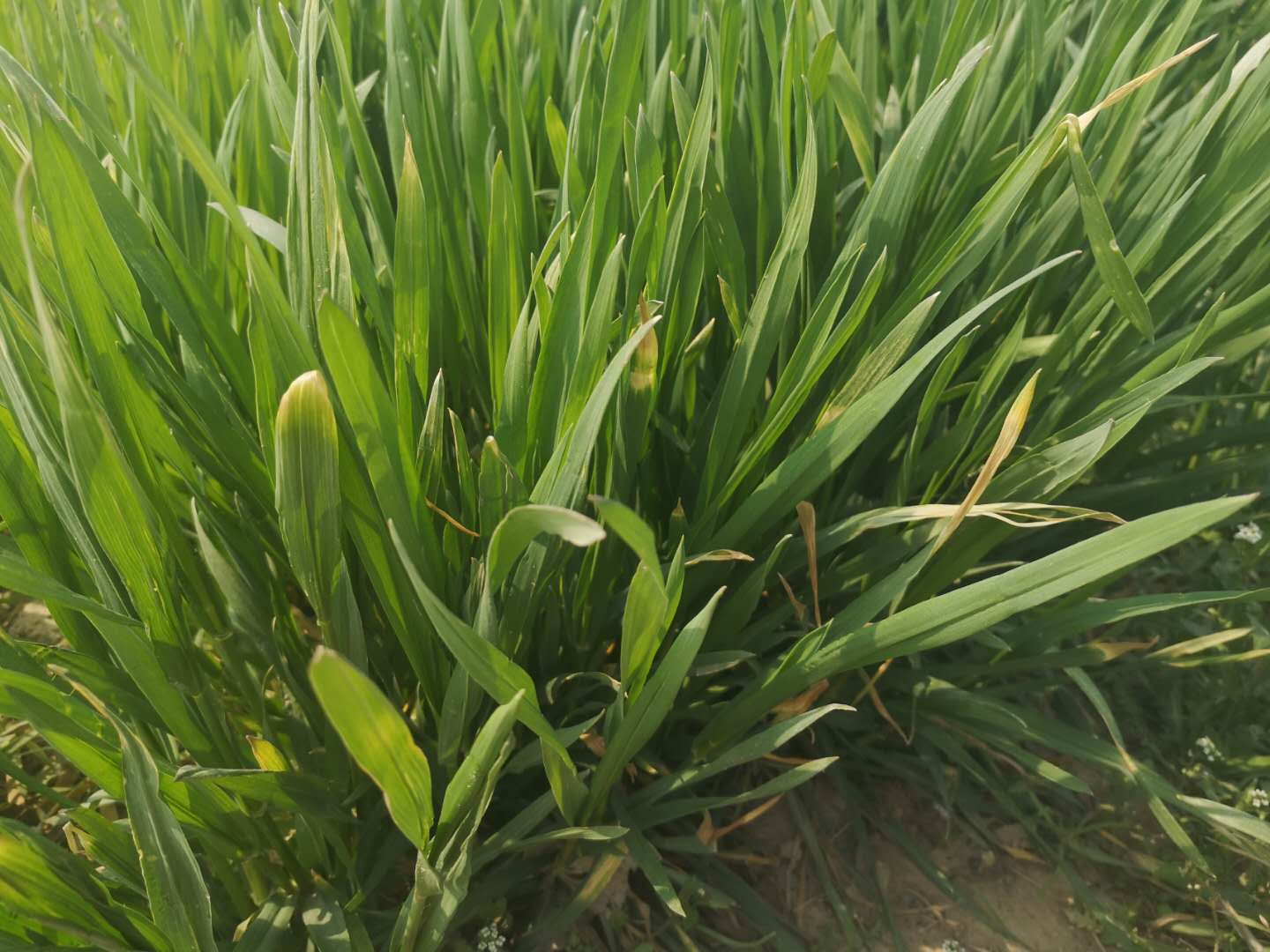 小麦播种过多怎么处理,小麦长势差还需要控旺吗