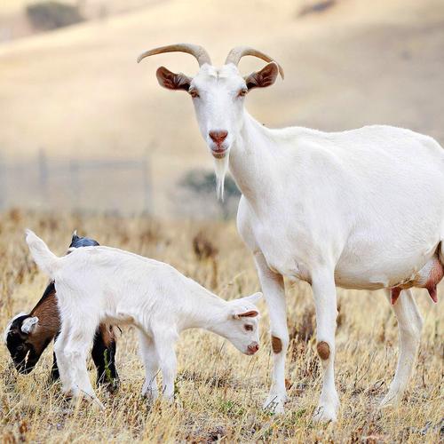 奇怪事实，香蕉与人类共享50％的DNA，你的头发竟然可以撑起大象