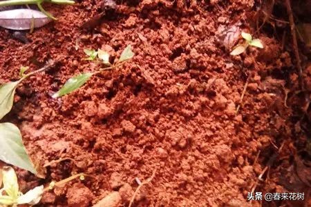 光棍树养殖方法,招财光棍树怎么样扦插