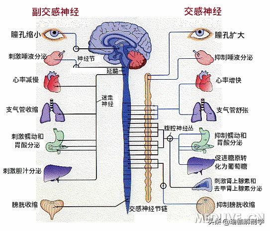 最好的放松体式,10个静心减压训练动作视频