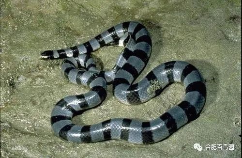 蛇如何升级为龙,可以升级的蛇