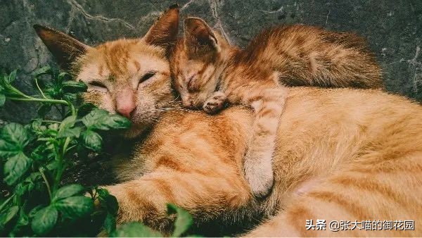 有人说养猫对生育功能有影响,养猫会提高对尘螨的免疫力么
