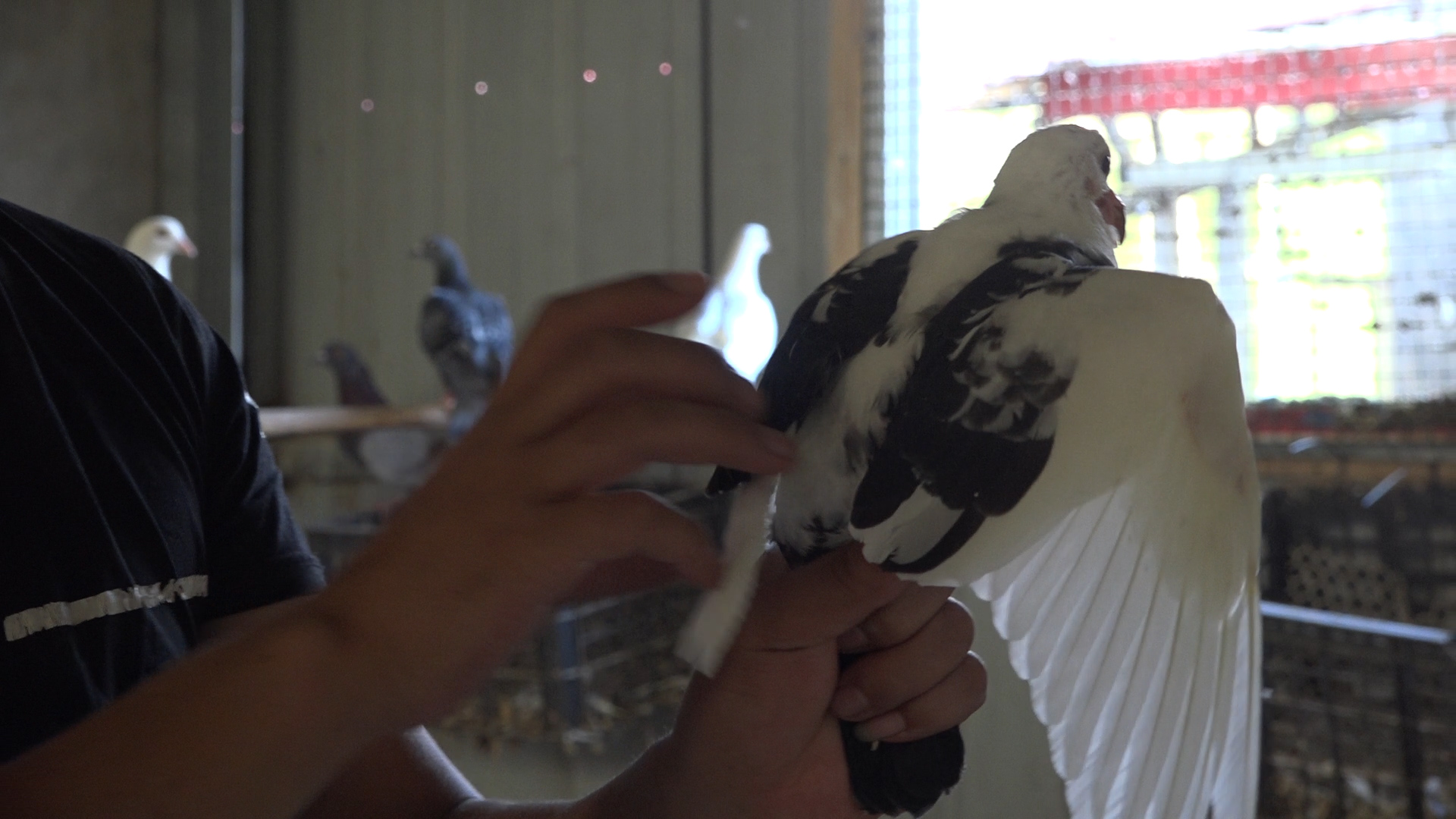 鸽子不产蛋视频,鸽子不生蛋是什么原因