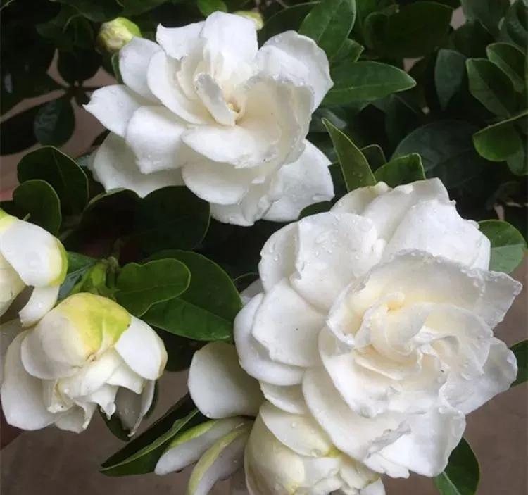 三月最适合种什么花？照着下面养准不会错！好养又好看，满屋飘香