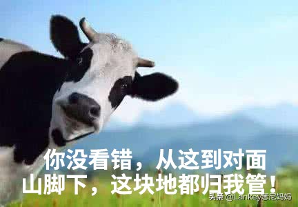 新西兰奶牛养殖户工资,新西兰奶牛能养活多少人