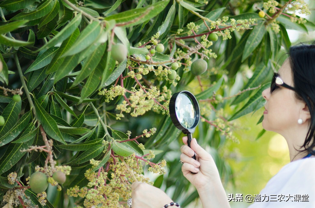 柑橘果树全年怎样施肥,果树全年施肥节点