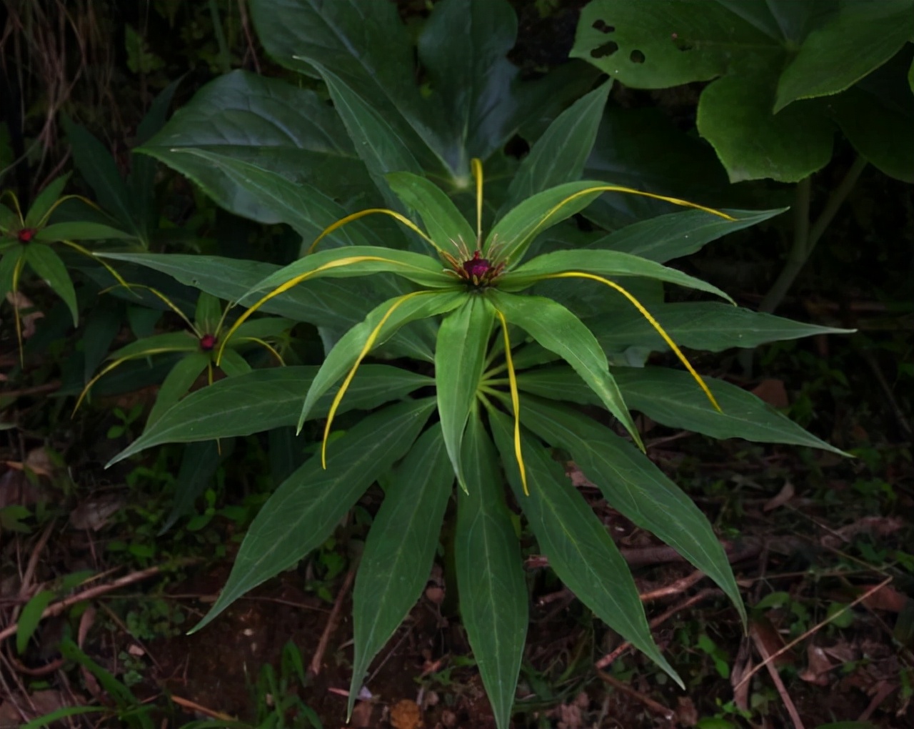 农村1种“蛇草”，叶片1层接1层，就像宝塔一样，人称“重楼”