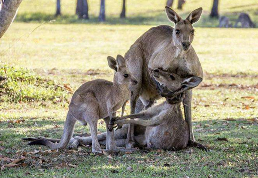 欧洲人不种地也有足够食物吃,欧洲人不用种粮食也有足够食物吃