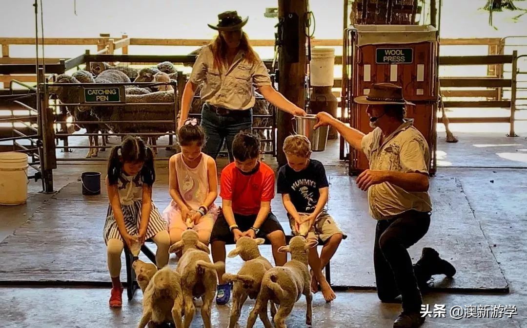 澳洲游学满载而归,澳洲亲子游学日程安排