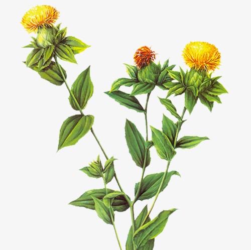 本草纲目藏红花,藏红花怎么搭配活血通经