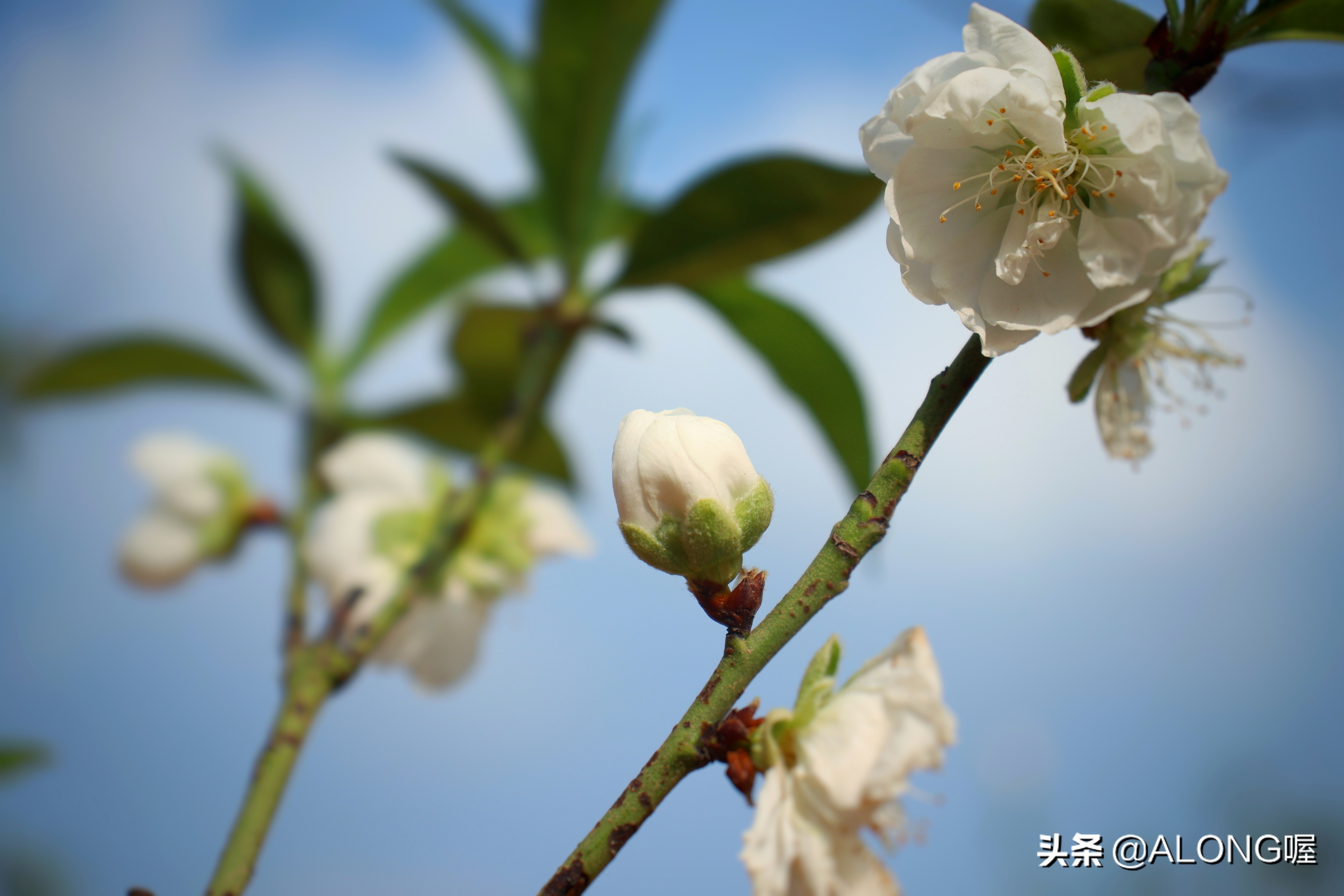 佳能77d相机入门教程,佳能77d配哪个镜头比较好