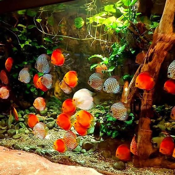 观赏鱼硝酸盐安全范围,鱼缸亚硝酸盐高对鱼有什么影响