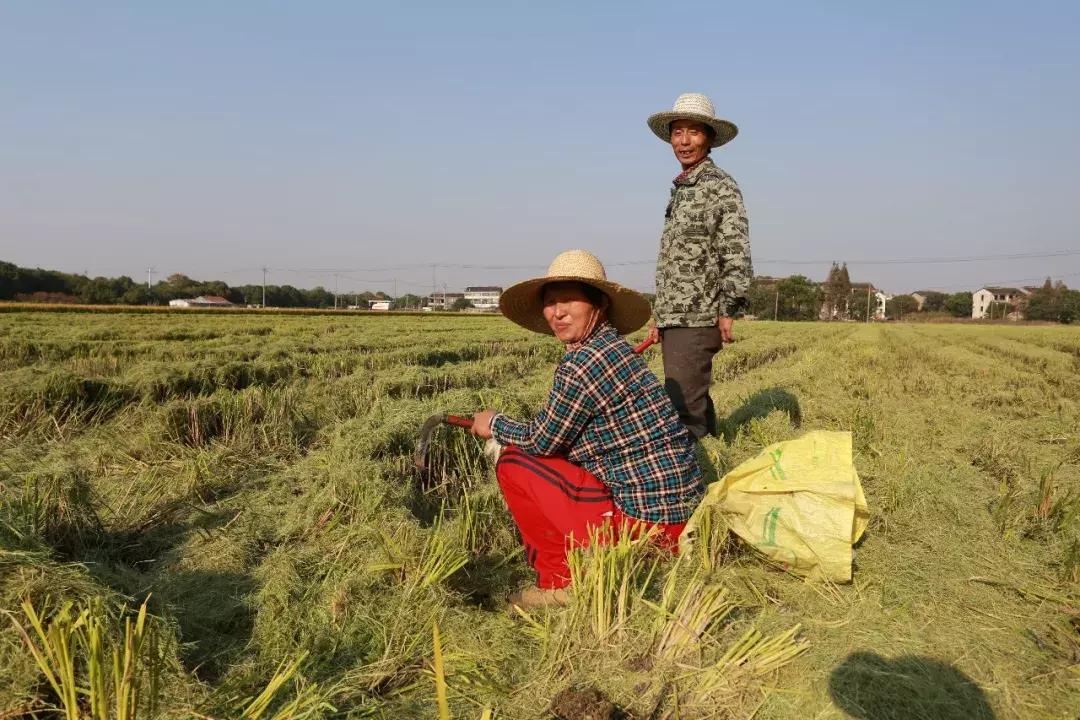 无锡真的还有农民，承包700亩！坚守26年，亲友都跟着他干！