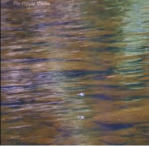 30张活久见的对比照,鳄鱼被电鳗电死的视频