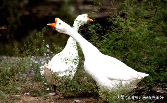 家禽家畜预防治疗疾病,家禽秋冬季疾病防控
