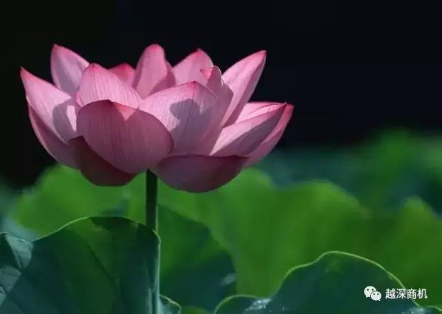 中国各大城市市花介绍,全国56市市花太美了的视频