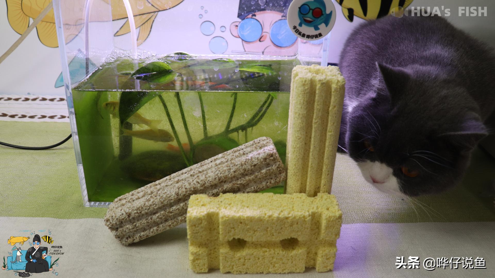 从万人追捧到受人唾弃高晓松,从被人嫌弃到万人瞩目后心态