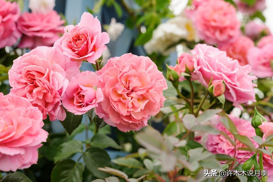 月季长得细开花少怎么办,月季叶子稀疏怎么办