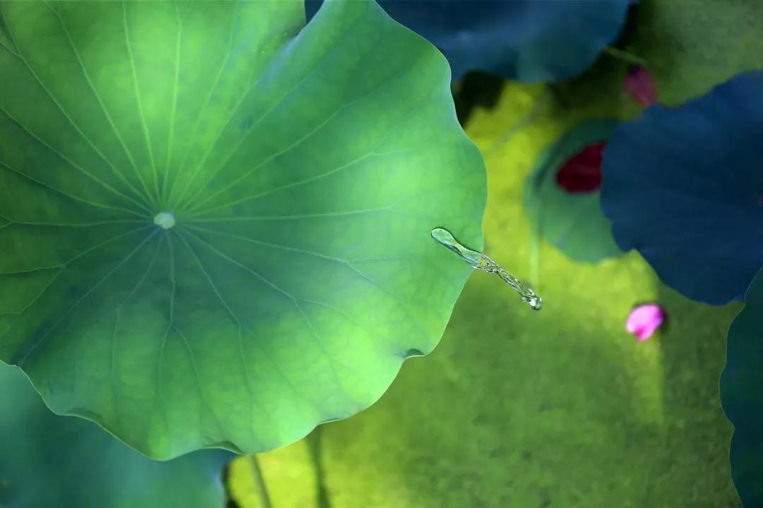 诗词中的夏天，名字好美