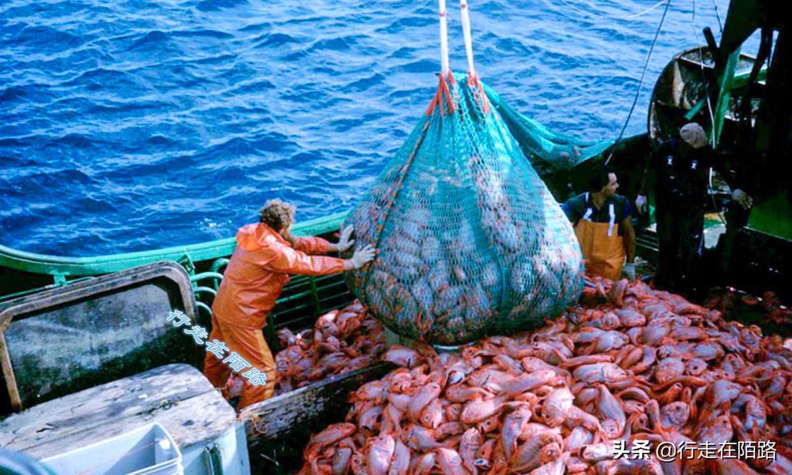 海参崴的渔业资源：挨枪子也要非法捕捞，一次利润数万元