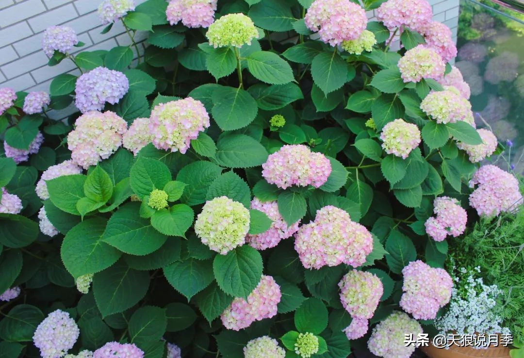 如何打造四季开花的花园,如何打造四季都有花的花园