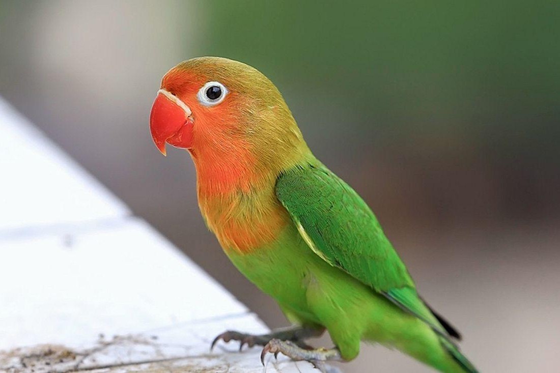 普兰牡丹鹦鹉是头类还是面类,面类牡丹和头面牡丹鹦鹉如何区分