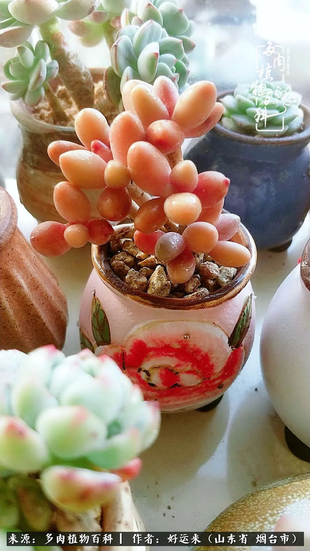 这世上怎么会有那么可爱的小可爱,这世上怎么有这么可爱的小生物