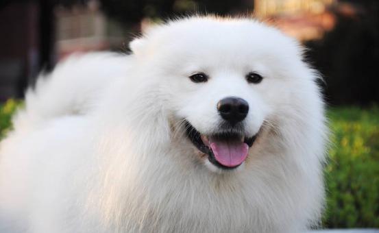纯种萨摩耶犬特征,纯种萨摩耶的特征