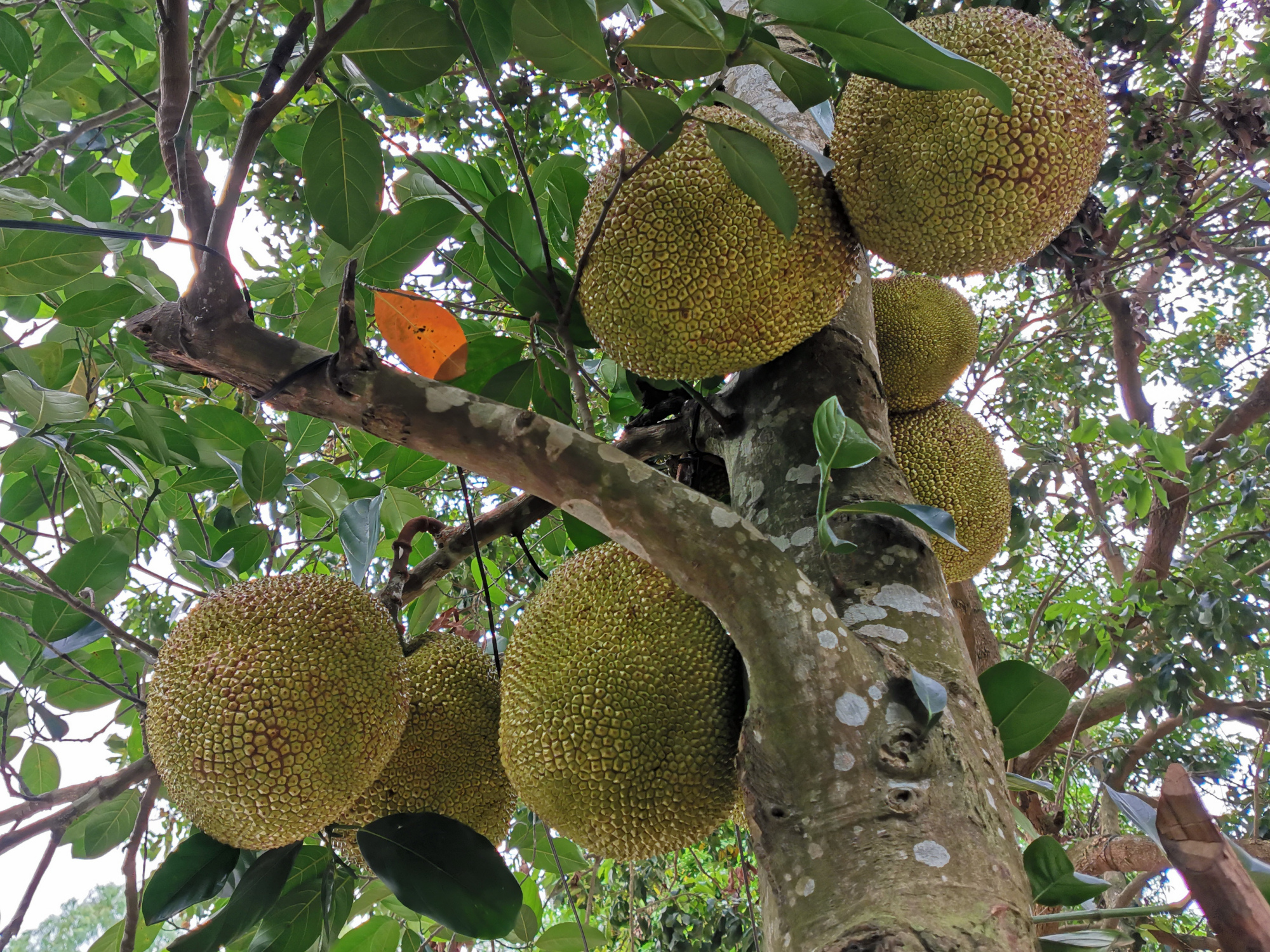 院子里种菠萝蜜树好吗,目前最好的菠萝蜜品种是哪个